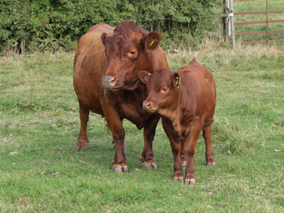 Red Dexter Cow with calf