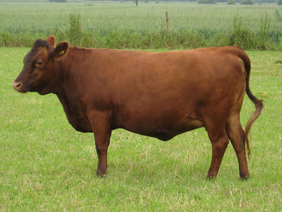 Red Dexter Cattle