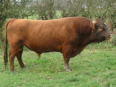 Eagleridge Dexter Bull, Castlemoor Copper